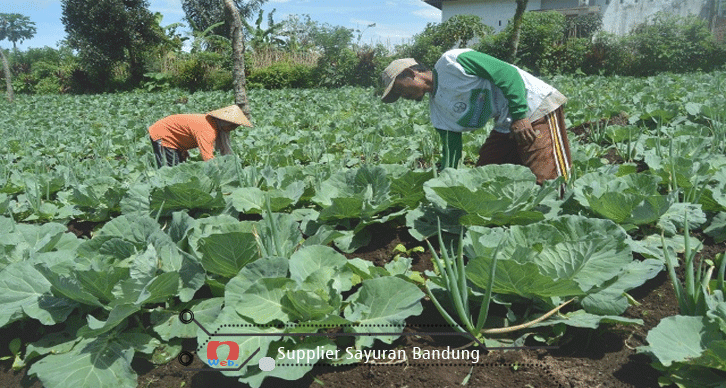 Daftar Supplier Sayuran Bandung dari Petani Jawa Barat