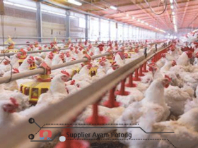 Supplier Ayam Potong